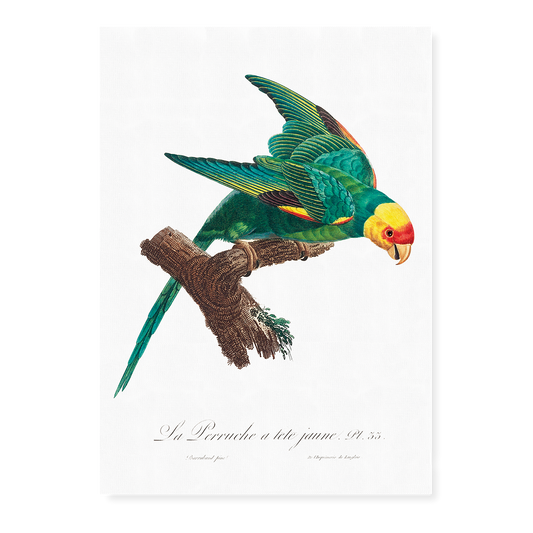 The Yellow-Crowned Parakeet, Cyanoramphus auriceps II - Art Print
