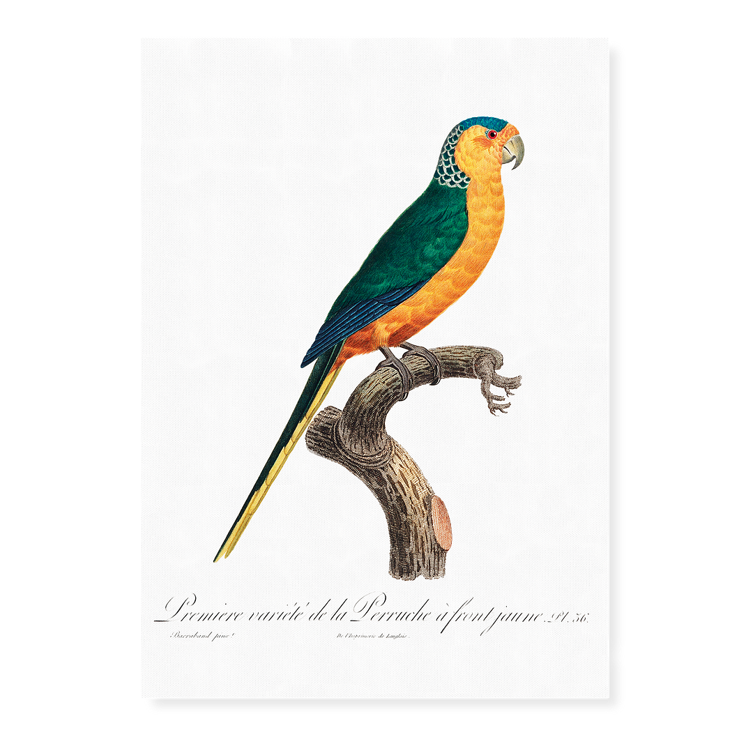 The Yellow-Fronted Parakeet, Cyanoramphus auriceps  - Art Print