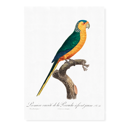 The Yellow-Fronted Parakeet, Cyanoramphus auriceps  - Art Print