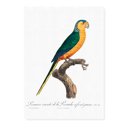 The Yellow-Fronted Parakeet, Cyanoramphus auriceps  - Art Print