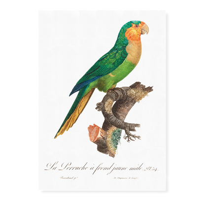 The Yellow-Headed Amazon, Amazona oratrix, male  - Art Print