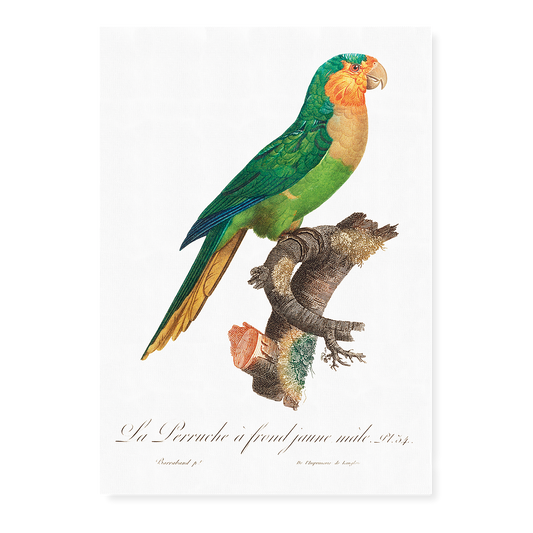 The Yellow-Headed Amazon, Amazona oratrix, male  - Art Print