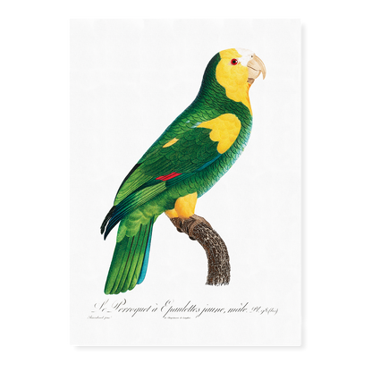 The Yellow-shouldered amazon  - Art Print