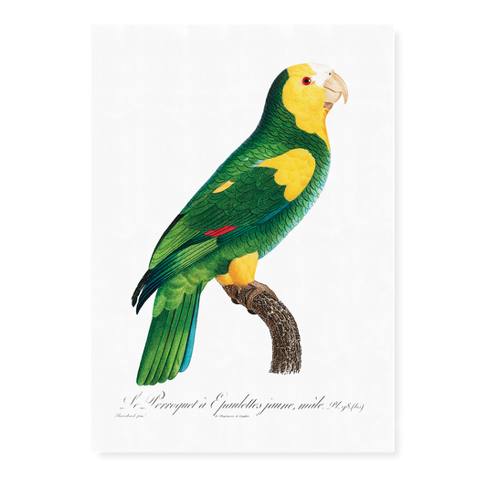 The Yellow-shouldered amazon  - Art Print