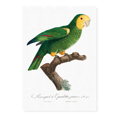 The Yellow-Shouldered Amazon, Amazona barbadensis II - Art Print
