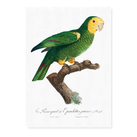 The Yellow-Shouldered Amazon, Amazona barbadensis II - Art Print