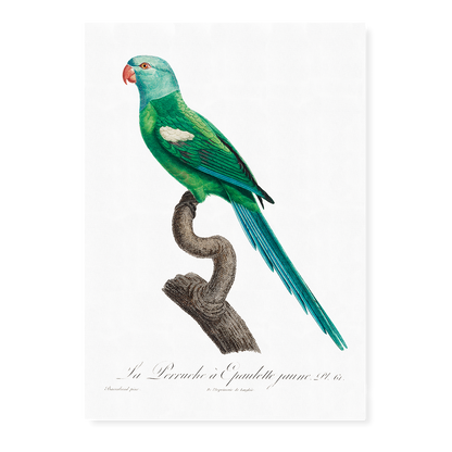 The Yellow-Shouldered Amazon, Amazona barbadensis I - Art Print