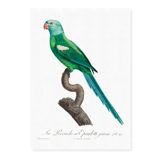 The Yellow-Shouldered Amazon, Amazona barbadensis I - Art Print