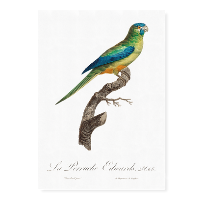 Turcosine Ground Parakeet  - Art Print