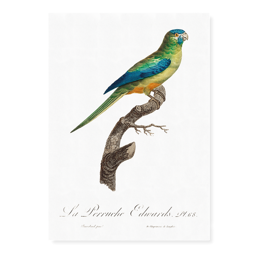 Turcosine Ground Parakeet  - Art Print