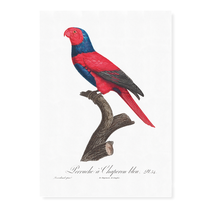Violet-necked lory, Eos squamata  - Art Print