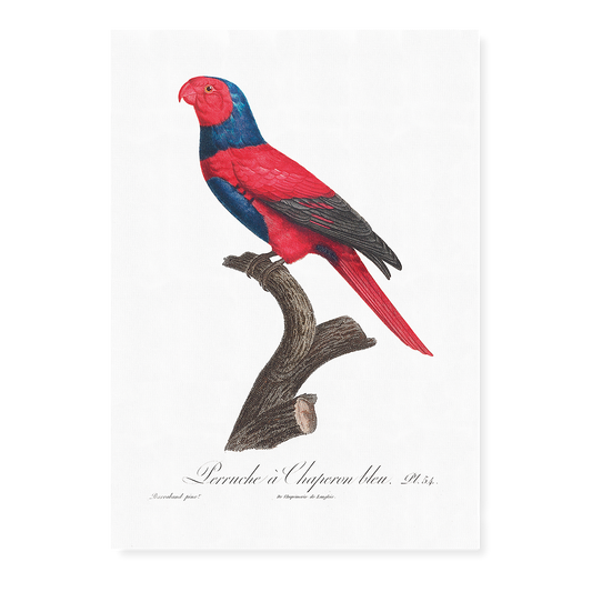 Violet-necked lory, Eos squamata  - Art Print