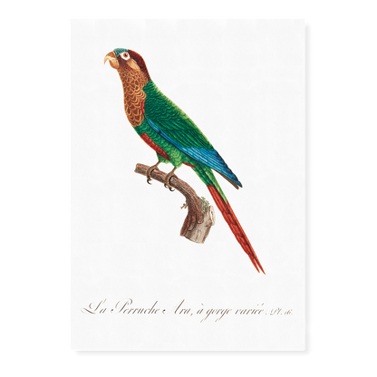 Wave-Breasted Parakeet  - Art Print