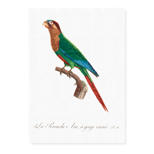 Wave-Breasted Parakeet  - Art Print