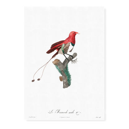 King bird of paradise, male - Art Print