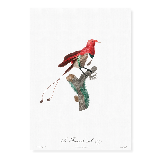King bird of paradise, male - Art Print