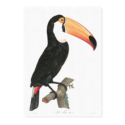 Toco toucan - Art Print