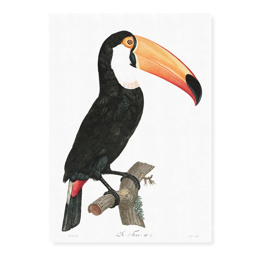 Toco toucan - Art Print