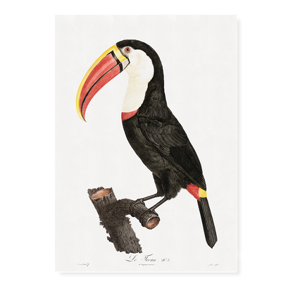 Toucan - Art Print