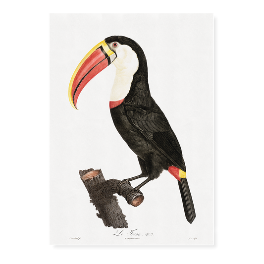 Toucan - Art Print