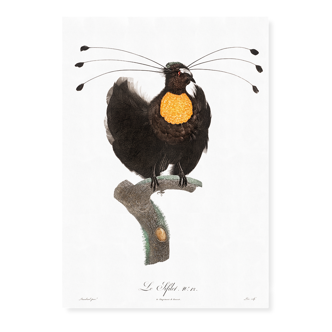 Western parotia - Art Print