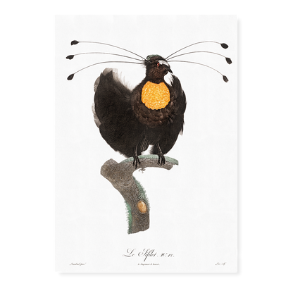 Western parotia - Art Print