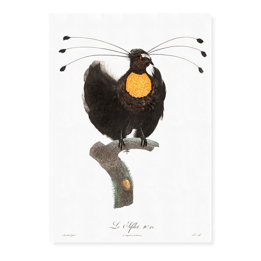 Western parotia - Art Print