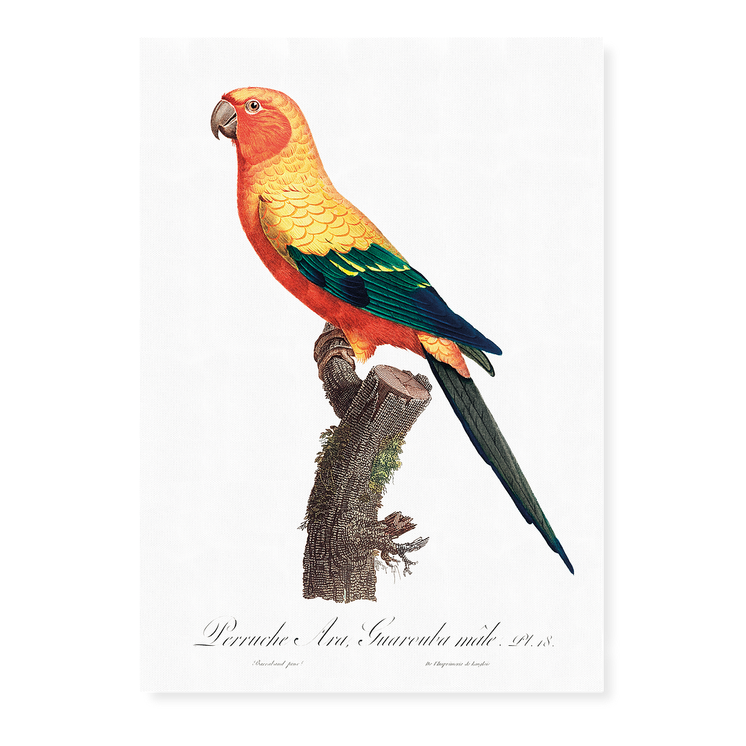The Sun Parakeet, Aratinga solstitialis, male - Art Print