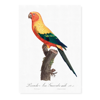 The Sun Parakeet, Aratinga solstitialis, male - Art Print
