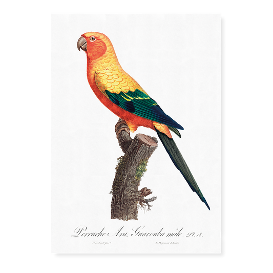 The Sun Parakeet, Aratinga solstitialis, male - Art Print