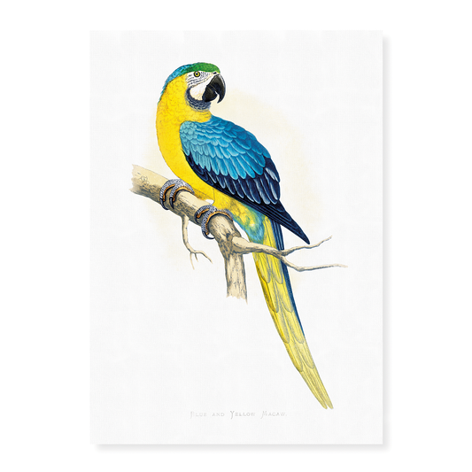 Blue and Yellow Macaw - Art Print