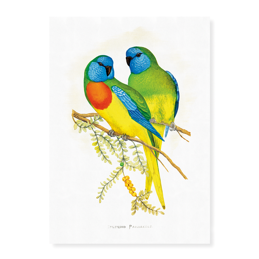 Splendid Parrakeet - Art Print