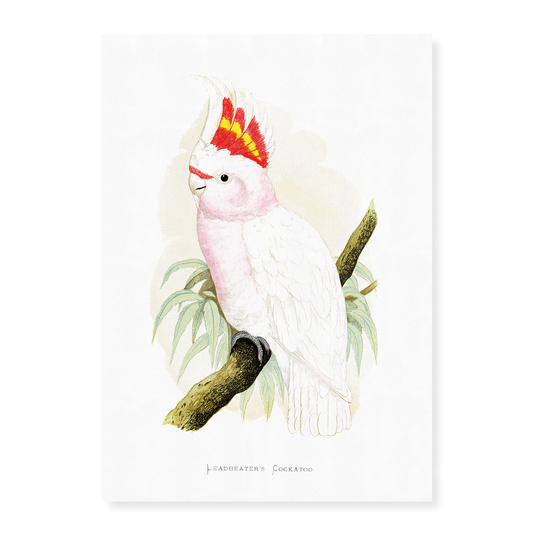 Leadbeater's Cockatoo - Art Print