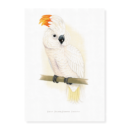 Great Salmon-Crested Cockatoo - Art Print