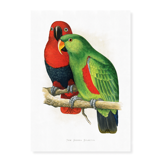 New Guinea Ecletus - Art Print