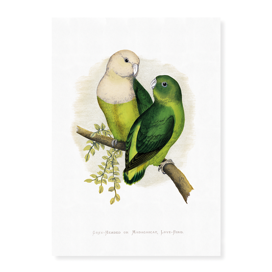 Grey-Headed or Madagascar Love-Bird - Art Print