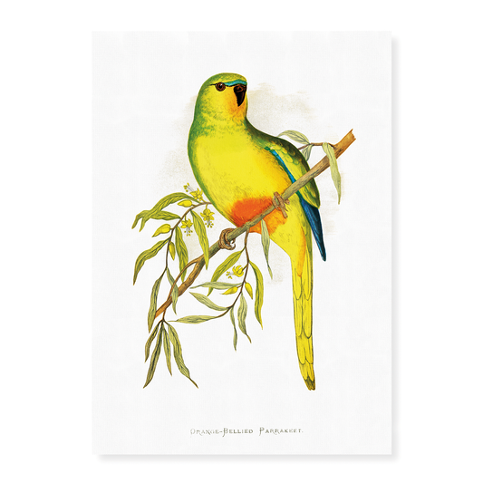 Orange-Bellied Parrakeet - Art Print