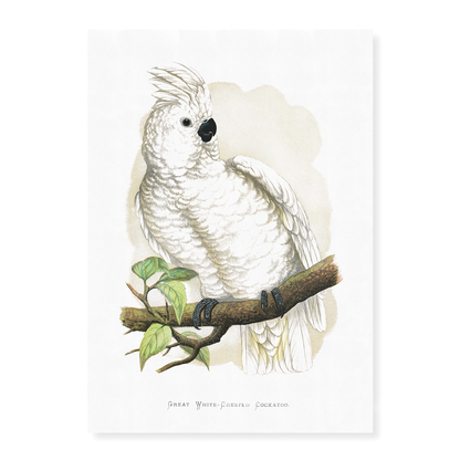 Great White-Crested Cockatoo - Art Print