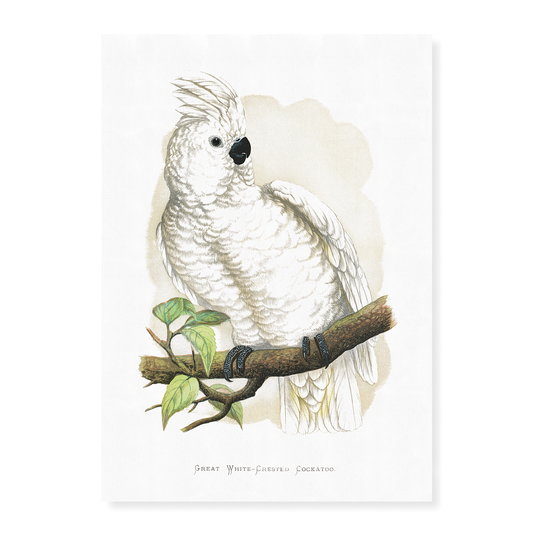 Great White-Crested Cockatoo - Art Print