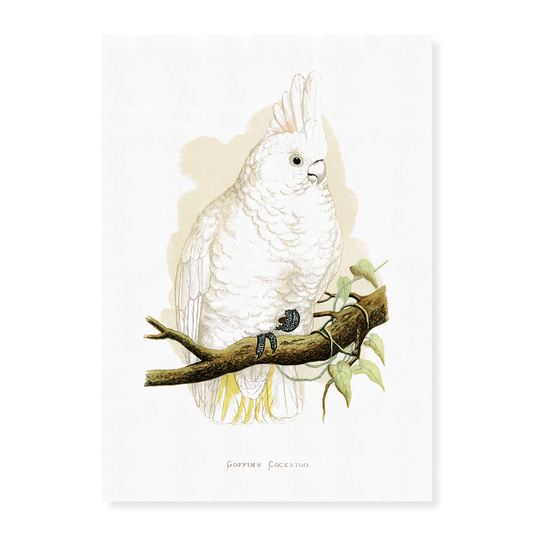 Goffin's Cockatoo - Art Print