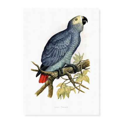 Grey Parrot - Art Print