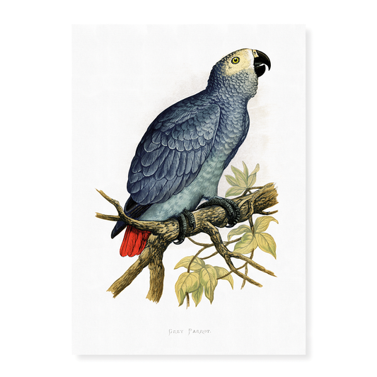 Grey Parrot - Art Print