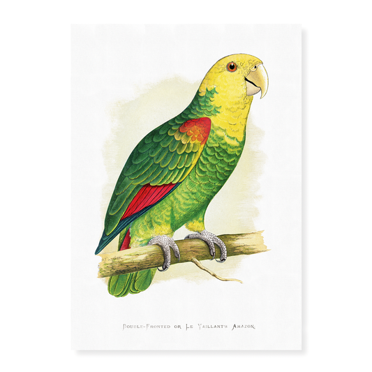 Double-Fronted or Le Vaillant's Amazon - Art Print