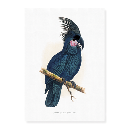 Great Black Cockatoo - Art Print