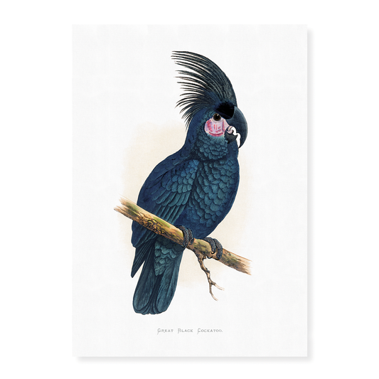Great Black Cockatoo - Art Print