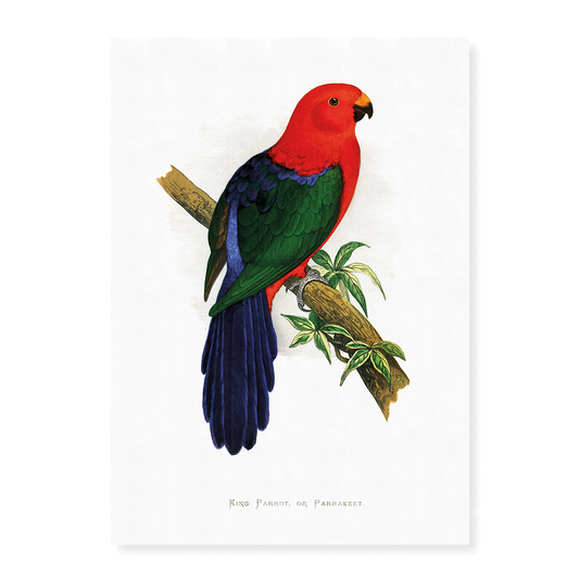 King Parrot - Art Print