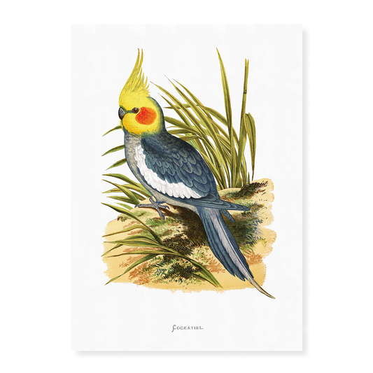 Cockatiel - Art Print