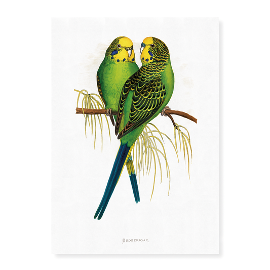Budgerigar - Art Print