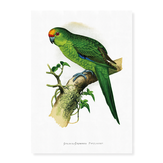 Golden-Crowned Parrakeet  - Art Print