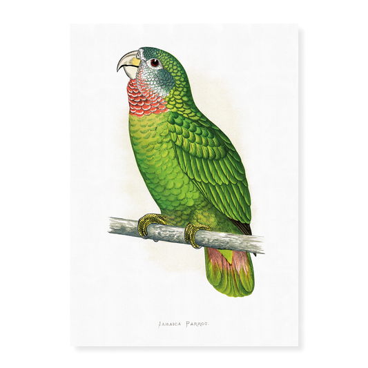 Jamaica Parrot - Art Print